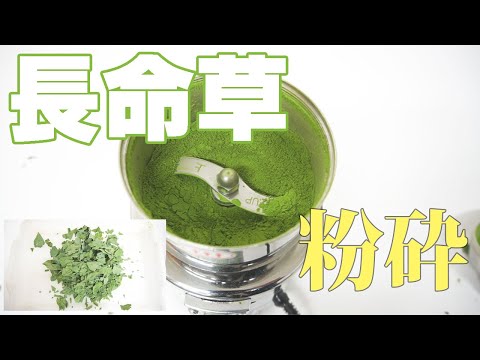 【ボタンボウフウ】長命草を粉砕（コナッピー）