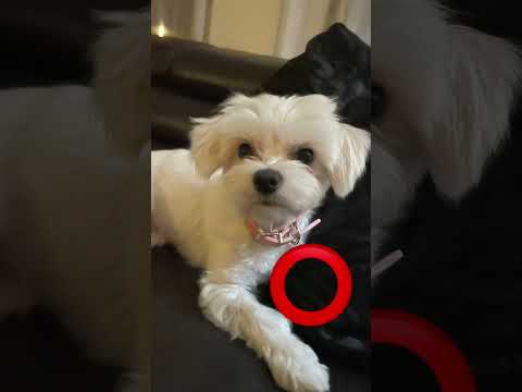 Tap the circle really fast!❤️⭕️#dragon1256 #dog #puppy #pets #shorts #funny #fyp