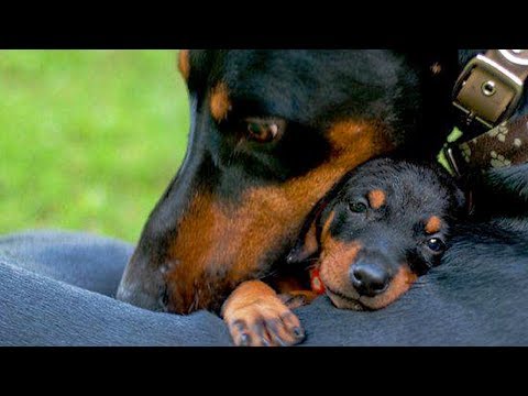 Mother Dogs Protecting Their Babies Compilation