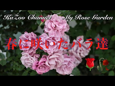 202105春に咲いたバラ達＃バラ#薔薇＃ばら