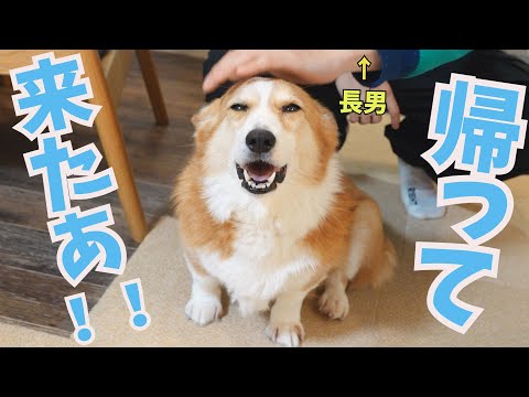 すごい精度で長男の帰宅を感知するコーギー犬