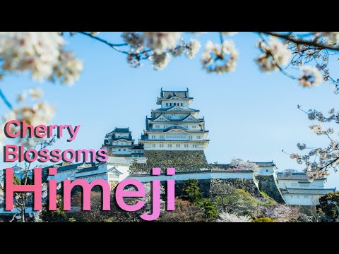 【兵庫県姫路市】姫路城と夢前（ゆめさき）川・桜の名所ツアー ｜ Japan Spring Walk🌸 Himeji Castle in Himeji, Hyogo Japan.