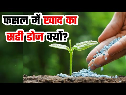 Why Recommended Dose Of Fertilizer Should Be Used