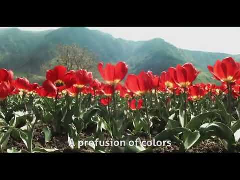 Asia's Largest garden// TULIP//garden   #kashmir #tulip #graden #srinagar