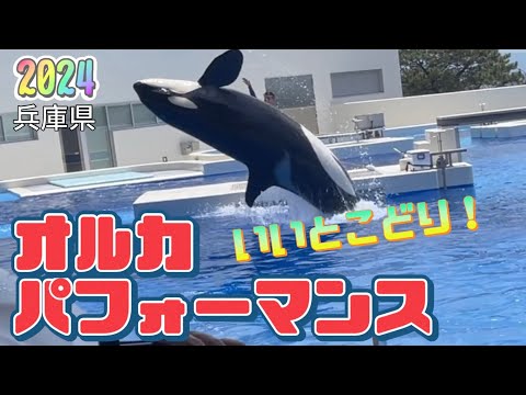 【いいとこどり】オルカショーまとめ 神戸須磨シーワールド シャチ パフォーマンス ハイライト Orca performance highlight at Kobe Suma Seaworld