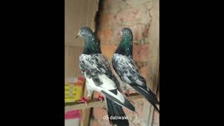 Top ten high-flying pigeon breeds🔥ll subscribe