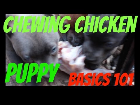 eating raw chicken pups shepherd puppies feeding dog food diet healthy pit bull