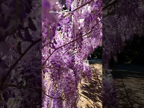 Purple Chinese wisteria (Wisteria sinensis) in Adelaide Botanic Gardens #flowers #wisteria