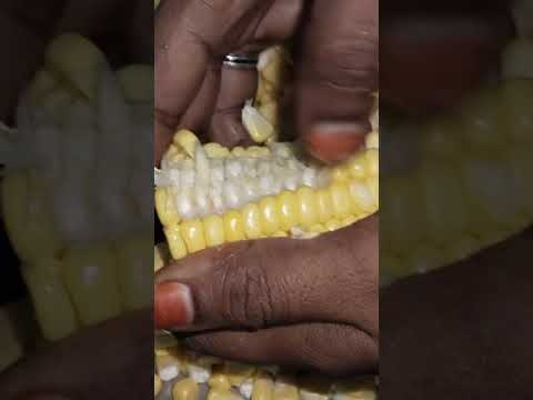 சுலபமாக சோளக்கருது எடுப்பது இட்லி குண்டான வேகவைத்த sweet corn recipe easy cooking 🌽removing method😋👌