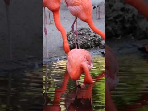 #flamingo #baby #birds #wildbirds #travel #reels #shorts #wow #love#beautiful