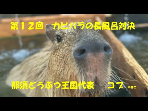 目指せ２連覇！！ 第12回 カピバラの長風呂対決（コブの巻）