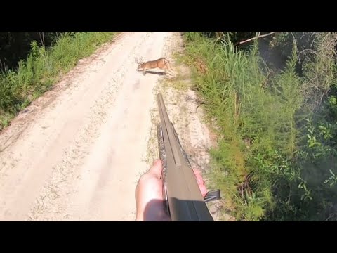 SC Deer Dog Drives 8/19/23: Brad Kills Nice Buck! (3 shots on cam)