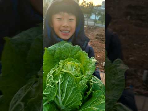 Harvest napa cabbage from hoop house