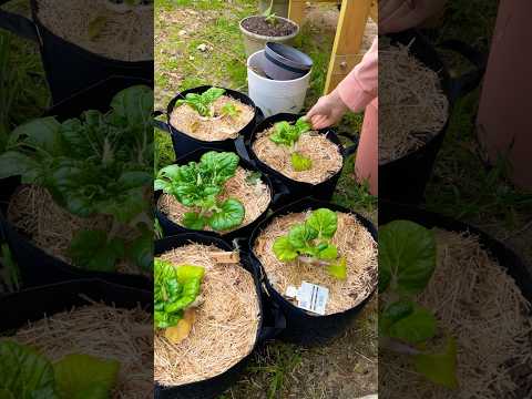 Make your own Fertilizer??!🌱 Experiment Pt. 2