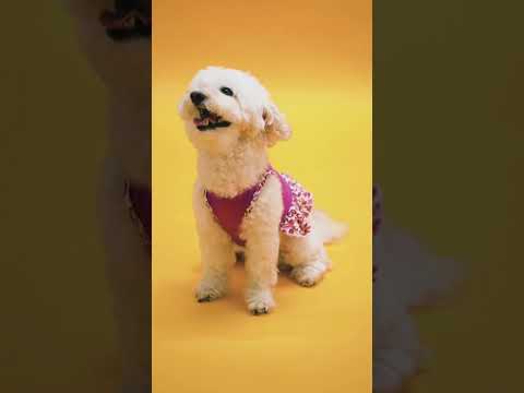 Dogs playing / cute dog short videos #shorts #dog #puppy #babies #ytshorts