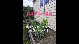 【植えるな！危険】地植えNGのフルーツ低木 #愚か者の庭 #果樹 #低木 #庭木 #家庭菜園 @foolsgardennz