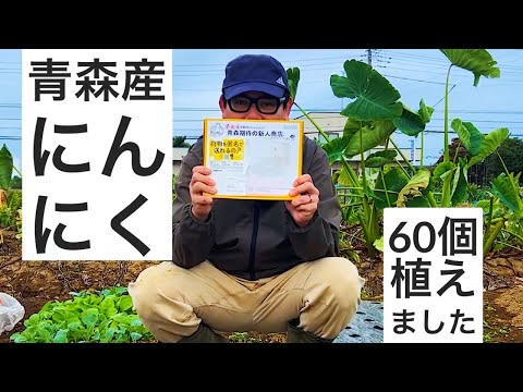 にんにくの種蒔き｜Amazonで青森県産のにんにくを買って植えました。美味しくできますように。