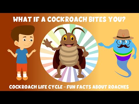 What if a cockroach bites you? - cockroach life cycle - Fun facts about roaches - learning junction