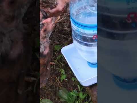 chicken feeder system form water  bottle #ideas