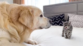 Golden Retriever Meets New Tiny Kitten for the First Time!