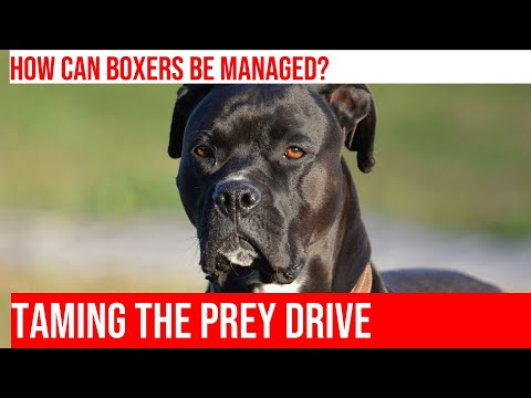 Managing Boxer Prey Drive: Tips for Handling Small Animals