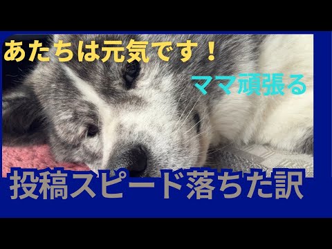 【Akita dog】投稿が遅くなったのはママﾁｬﾝの…💣💥