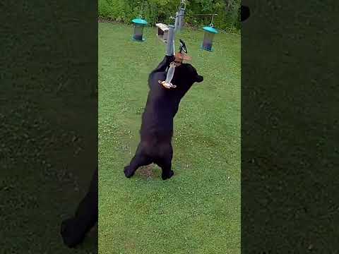 Sneaky Black Bear Stops By Bird Feeder For A Snack!