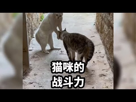 天下武功唯快不破，猫咪的招式也是五花八门