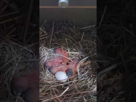 5 Stars ! ( star finch chicks ) #bird #exoticbird #chicks #finches #baby #babyfinch