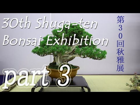 BONSAI - 30th SHUGATEN Shohin bonsai Fair 2022 - 30回秋雅展令和4年 小品盆栽フェア  (PART 3)