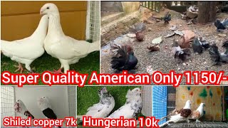 Bukhara,Lahori Siraji, Oriantal Frill, Frillback kabutar All new Fancy Pigeon stock