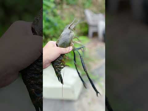 釣神蝦活動即將開始  四月天倒數小時光