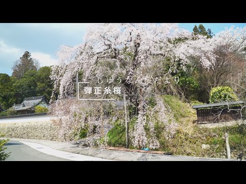 2023しゅうなん桜だより 弾正糸桜