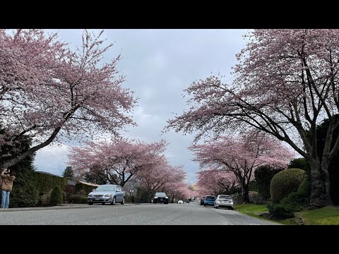 Cherry Blossom in Greater Vancouver Part 1 202403#大温賞櫻花(1)#HiFi music background# 4K