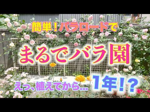 【つるばら咲いた】地植えにしたつるばら、一年でこんなになった！！簡単バラロードも設置したら、まるでバラ園が出現です！