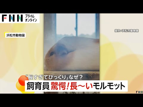 飼育員驚愕！長～いモルモット　20cmほどの体長が30～35cmに　静岡・浜松市の動物園