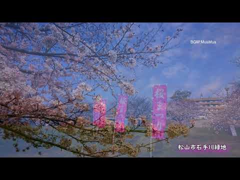 今年の桜2022