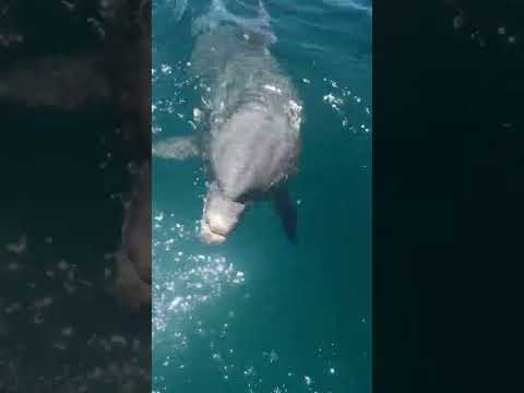 Dolphin tried to eat my foot. #dolphins #dolphin #fishing #naples #fishingcharter #shortvideo