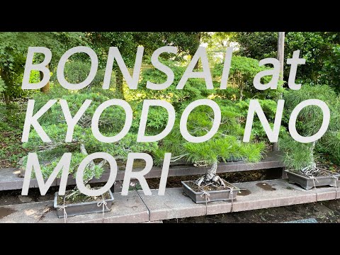 Bonsai at Kyodo no Mori, June 2022, 郷土の森博物館