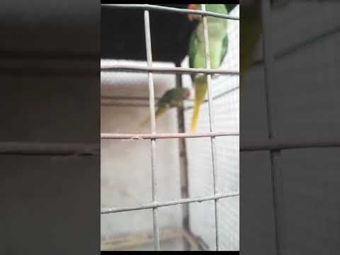 #pet #parrot  plz subscribe my chanal