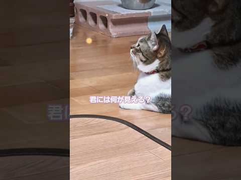 いつも不審な動きをする猫#shorts #きじしろ #猫のいる暮らし