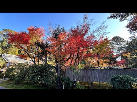 臥雲山即宗院（東福寺內的獨立小亭院）/ A small garden in Tofugu-Ji Temple, visited on 11-22-2023