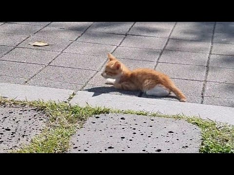 낮에 찍은 고양이 모음 1 #고양이 #고양이브이로그