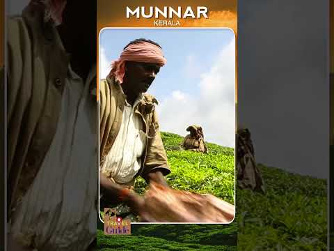 Munnar | Travel Video #shortsvideo