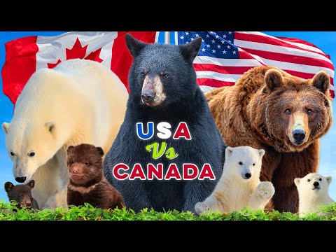 Which Country Has The Most Bears?