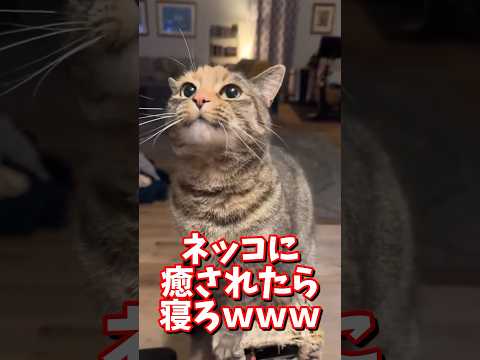 ネッコの動画で癒されたら寝ろｗｗｗ　#2ch #2chまとめ 動物スレ #2ch面白いスレ #動物 #犬 #猫 #癒やし #ねこ動画