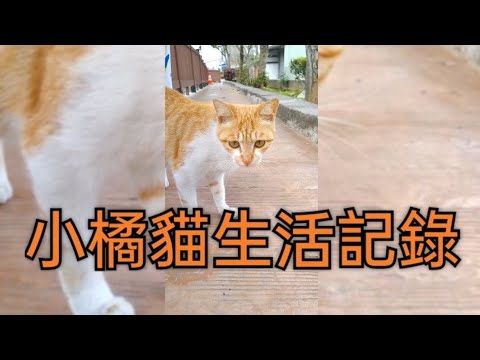 小橘貓可愛日常記錄#萌系 #可愛 #cat