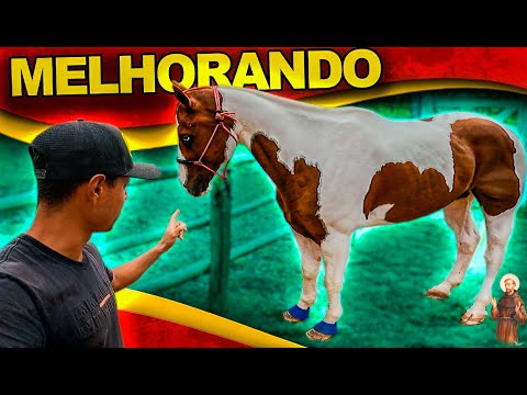 Nosso Cavalo Paint Horse tá melhorando