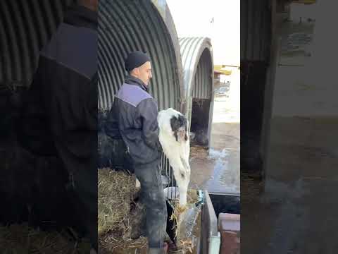 Farm Cows #shorts #fyp #cow #feeding #milking #hoofing