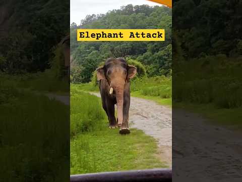 Elephant Attack in Jim Corbett 😱 #shorts #elephantattack #jimcorbett